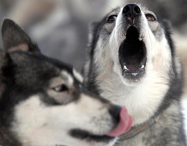 24 hours in pictures: A dog barks before the start of Grande Odyssee sled dog race in Lanslebourg