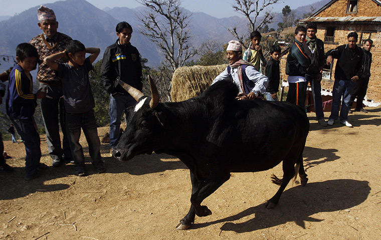 24 hours: Taruka, Nepal: An owner takes his bull for fight during a festival 