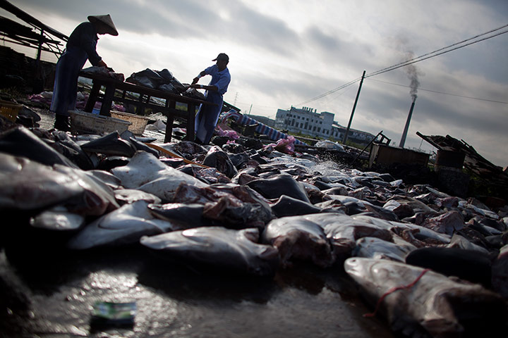 China environmental year: Millions Of Sharks Killed Annually For Shark Fin Soup