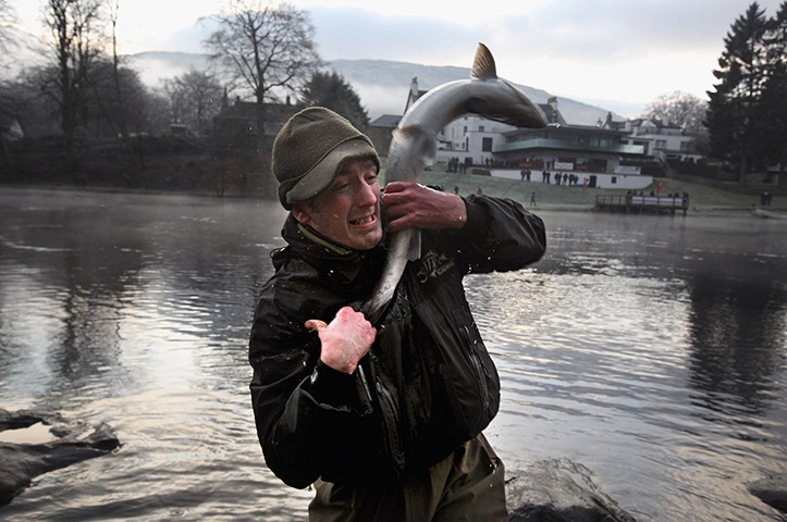 salmon fishing season: Thomas Rielly struggles with his catch in Kenmore 