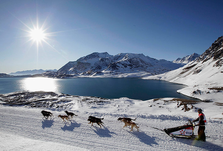 Sled dog race : La Grande Odyssee sled dog race