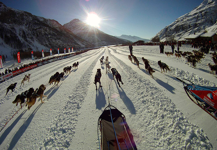 Sled dog race : La Grande Odyssee sled dog race