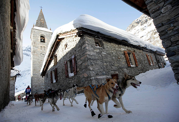 Sled dog race : La Grande Odyssee sled dog race