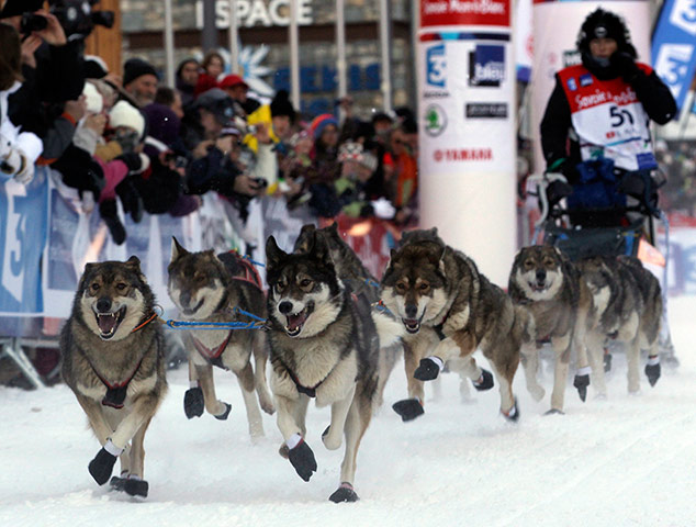 Sled dog race : La Grande Odyssee sled dog race