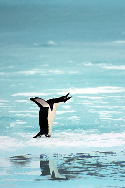 24 hours in pictures: Commonwealth Bay, Antarctica: An Adelie penguin on an ice bank on Blue Lake