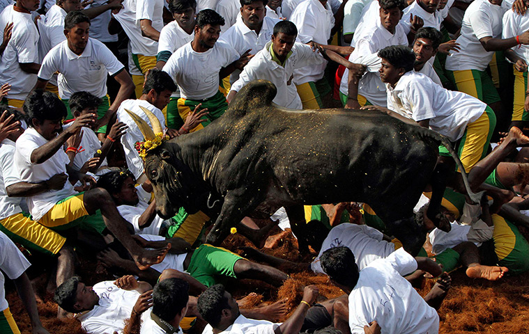 24 hours in pictures: Madurai, India: Villagers try to control a bull during a festival