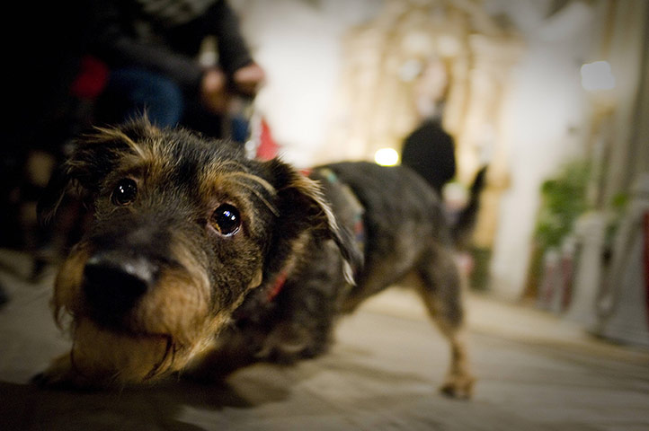 Saint Anthony day : Saint Anthony's day pet blessings