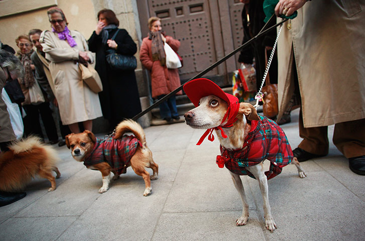 Saint Anthony day : Saint Anthony's day pet blessings