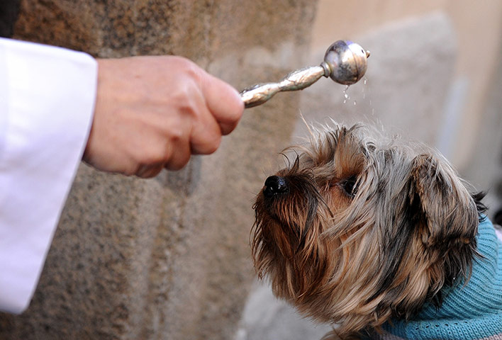 Saint Anthony day : Saint Anthony's day pet blessings