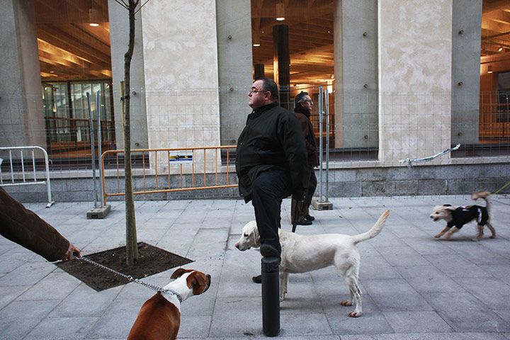 24 hours in pictures: Dogs blessed in Madrid