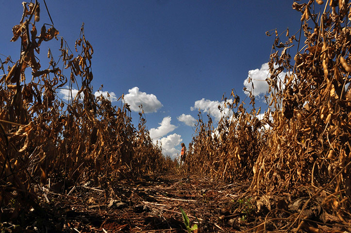 24 hours in pictures: drought-affected soy bean fields in Paraguay
