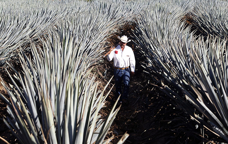 24 hours in pictures: A farmer selects the Agave Azul plants which are used to make Tequila 