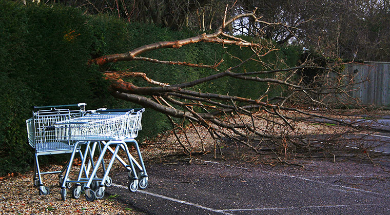 In pictures: contemporary: felled tree