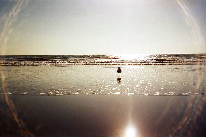 Kodak moments: 'The seagull staring at the sea' Santa Monica, CA