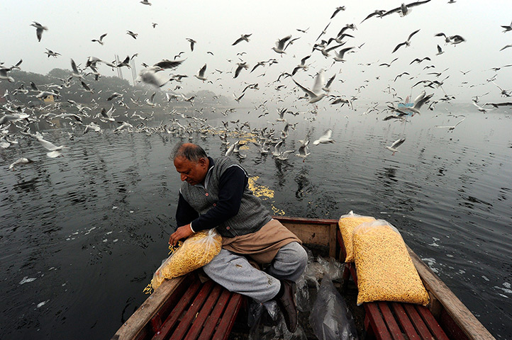 24 hours: New Delhi, India: A man feeds flocks of migratory birds in the Yamuna river