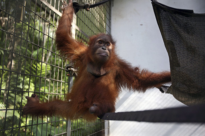 Orangutan conservation