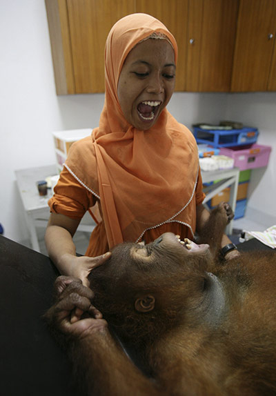 Orangutan conservation