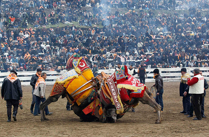 Best of the week: Two camels fight during the Selcuk-Efes Camel Wrestling Festival