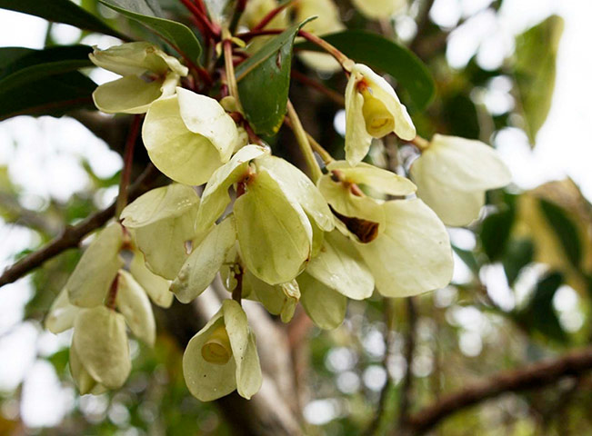Week in wildlife: New plant discovered in Fiji
