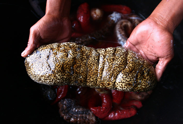 Week in wildlife: A fisherman holds a sea cucumber at Sinabang district in Simeulue Island