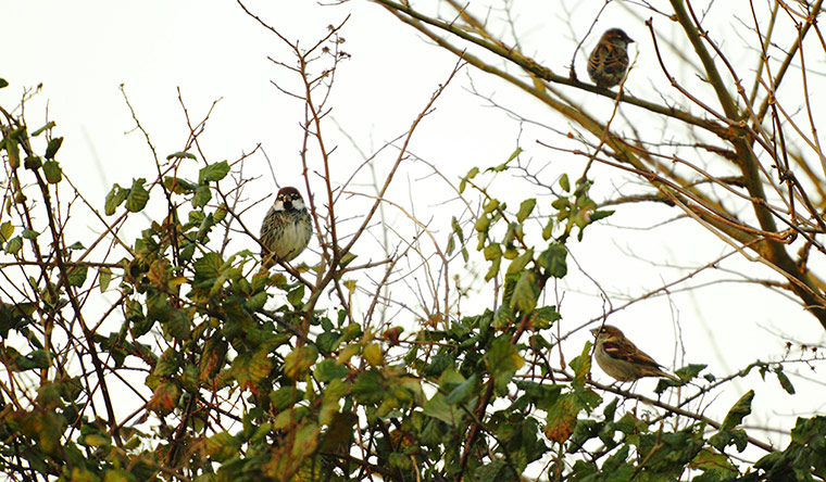 Week in wildlife: Spanish sparrow in Hampshire