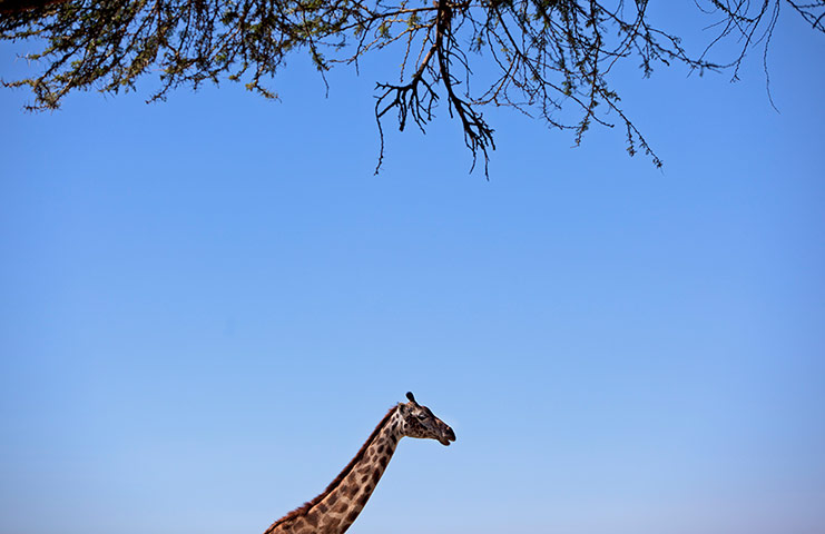 Week in wildlife: A giraffe walks past an Acacia tree