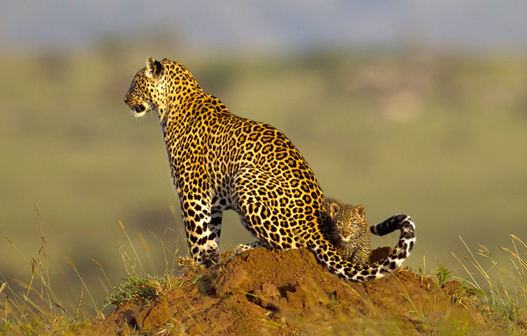 Week in wildlife: World's most famous leopard Masai Mara, Kenya
