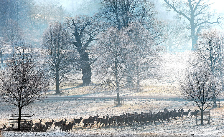 Week in wildlife: Deer herds at Studley Royal near Ripon