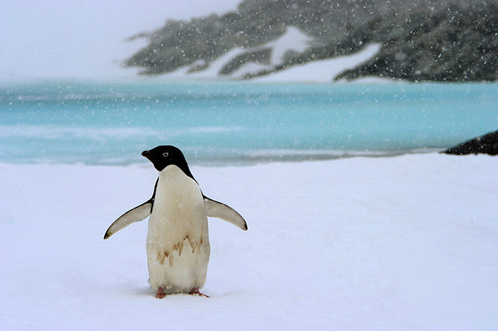 Week in wildlife: Adelie penguins