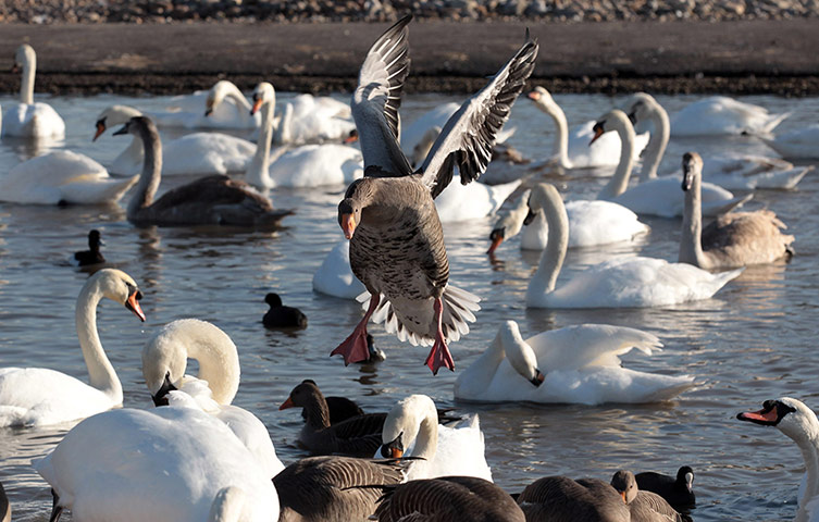 Week in wildlife:  Slimbridge Wetland Centre 
