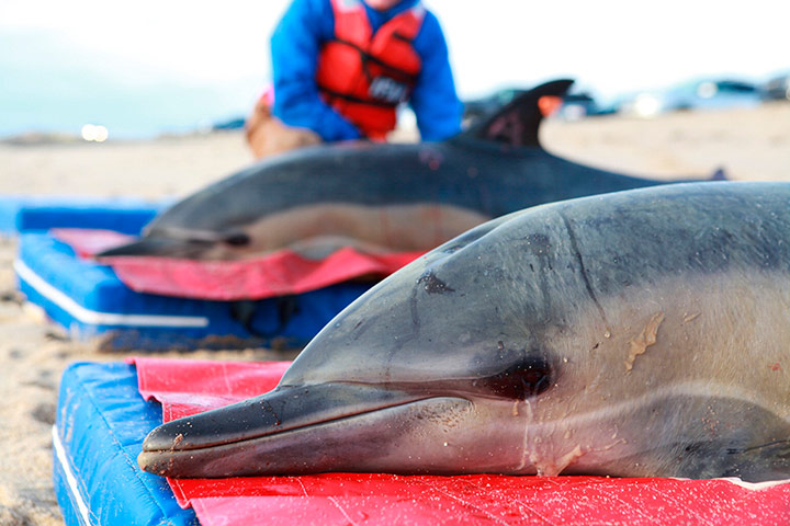 Week in wildlife: Handout of two common dolphins prepared to be released