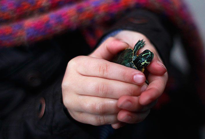 Week in wildlife: A girl holds her turtle 
