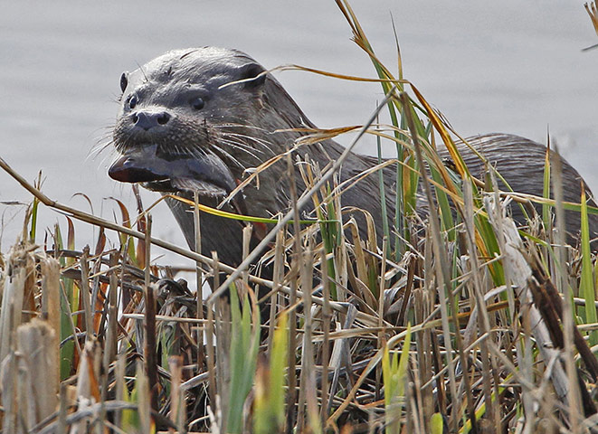 Week in wildlife: Otters take up residence at RSPB Minsmere Nature Reserve, Suffolk