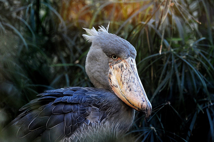 Week in wildlife: Whale-Headed Stork at Prague Zoo