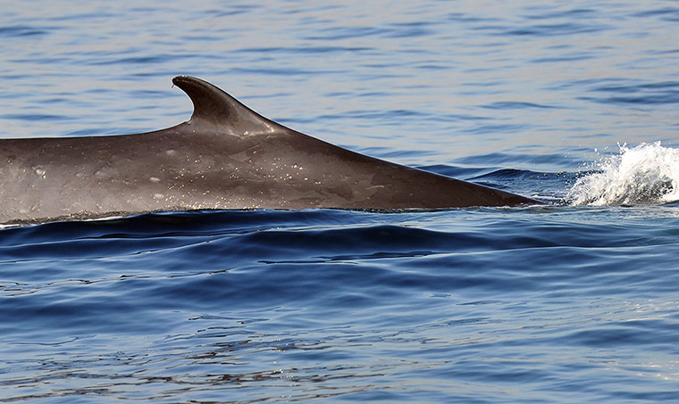 Week in wildlife: endangered Fin whale