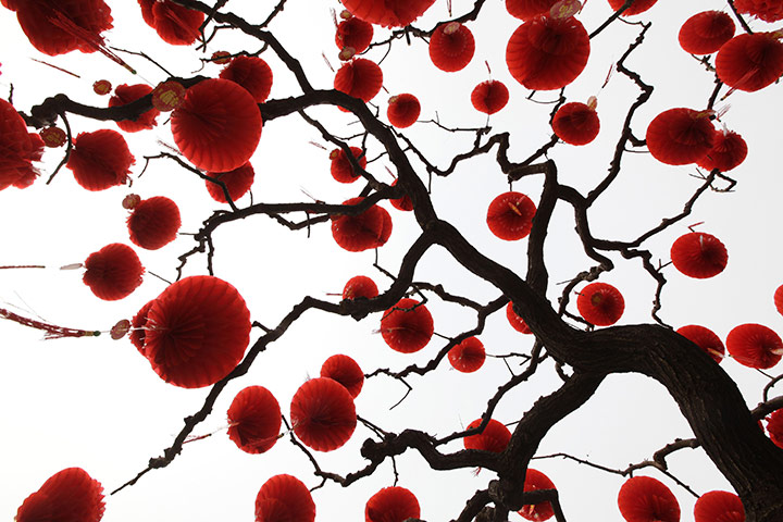 China Spring Festival: Decorative red lanterns are hung on a tree