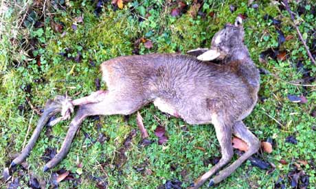 Deer Killer