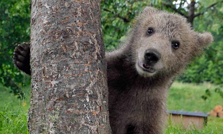 young brown bear