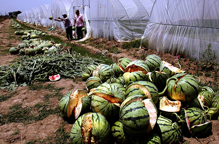 China environmental year:: Exploding melons in Dayang