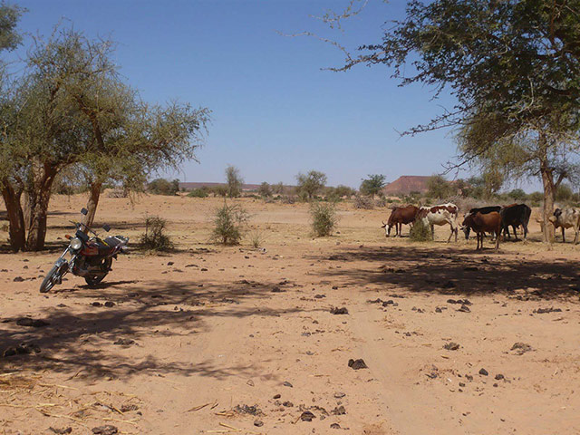 Food security in Niger