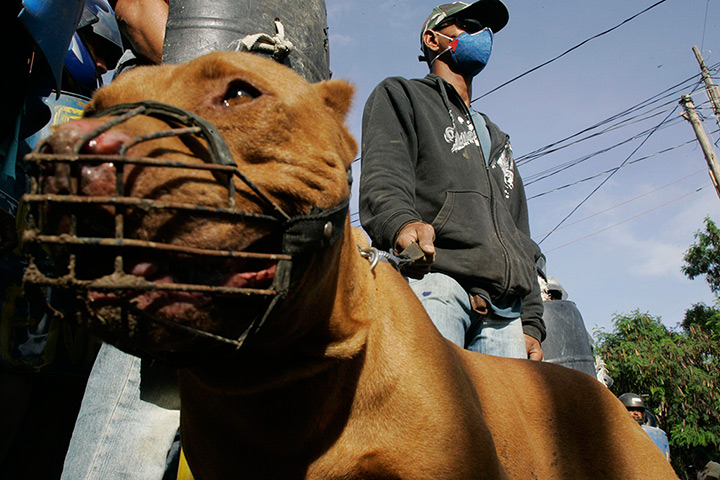 Pinheirinho favela: Residents stand behind barricades with a muzzled dog