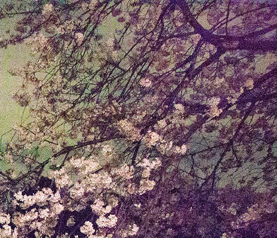 Ori Gersht: Speck by Ori Gersht