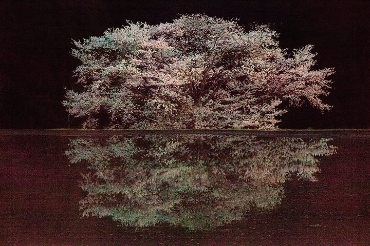 Ori Gersht: Ori Gersht