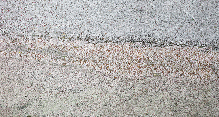 Ori Gersht: Tokyo Imperial Memories: Floating Petals by Ori Gersht