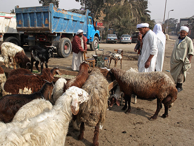 Cairo one year on : Men buy and sell goats in the City of the Dead area of Cairo