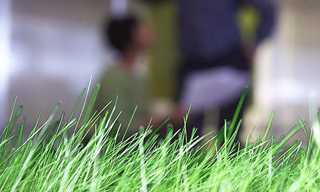Close up of blades of grass