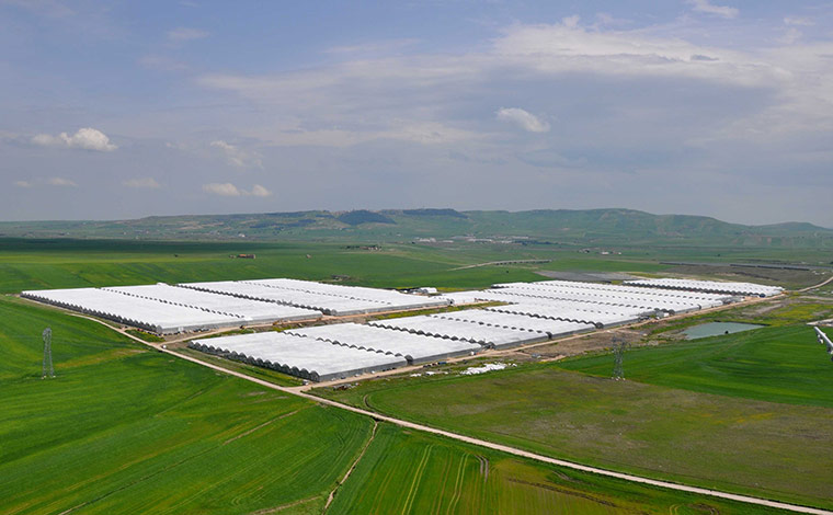 Ciccolella: A view of the greenhouses