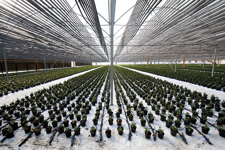 Ciccolella: A view inside one of the greenhouses