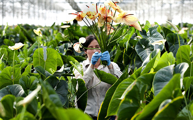 Ciccolella: A worker inside a greenhouse