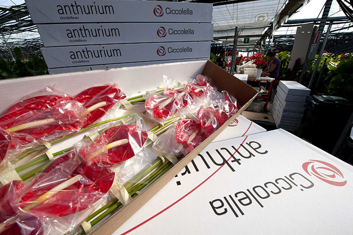 Ciccolella: Flowers prepared for retail